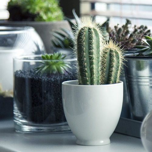 CACTUS Y SUCULENTAS