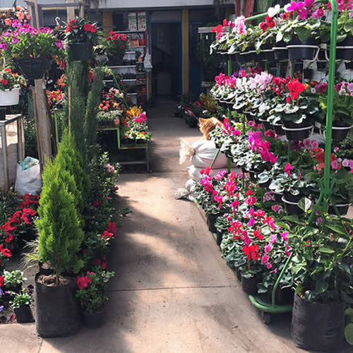 Alquiler de Plantas